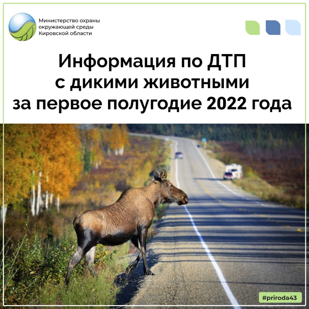 В первом полугодии 2022 года в Кировской области зарегистрировано 41 ДТП, связанное с наездом на диких животных