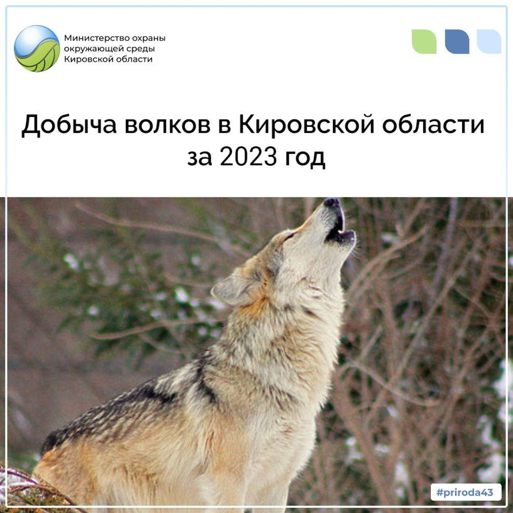 Добыча волков в Кировской области за 2023 год