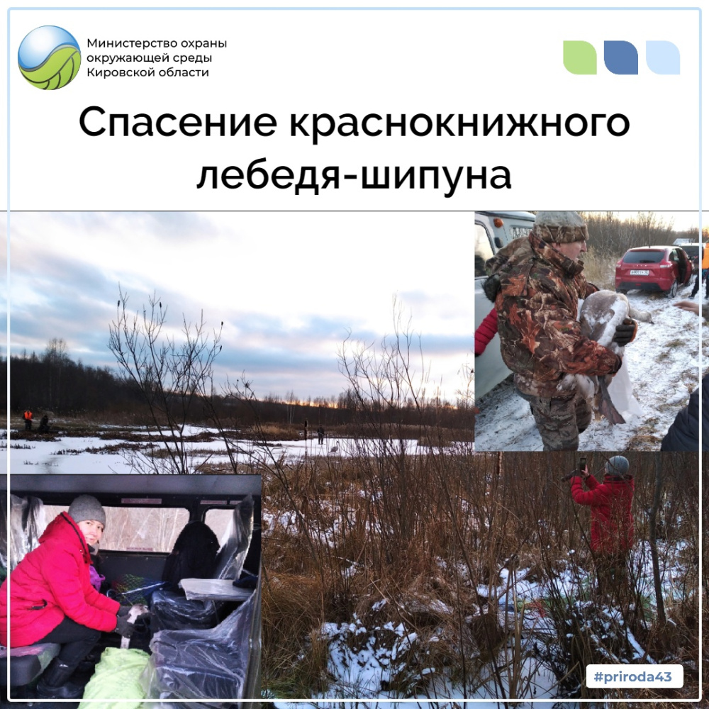 Спасение краснокнижного лебедя-шипуна