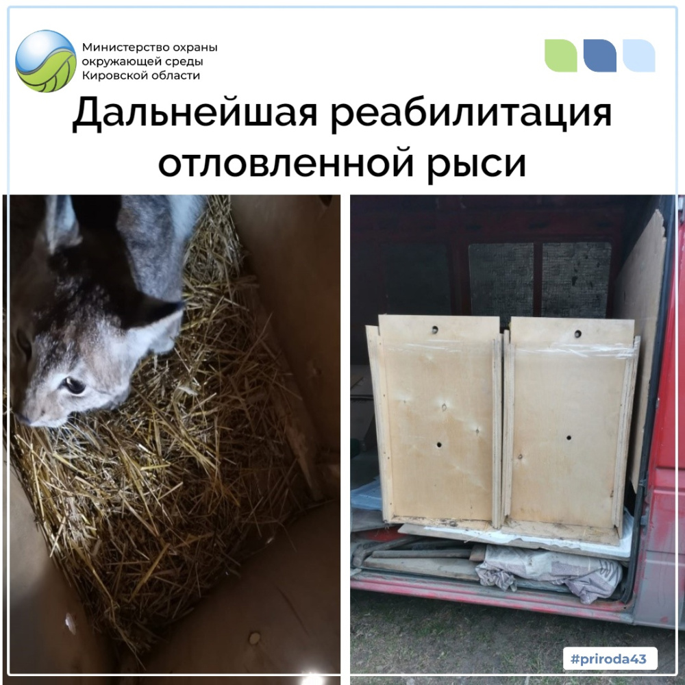 Дальнейшая реабилитация отловленной рыси