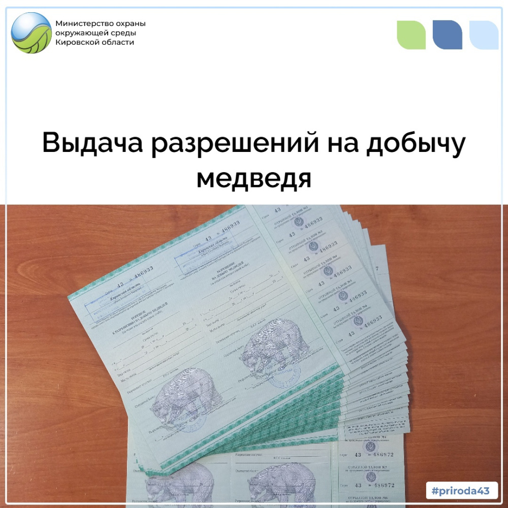 Выдача разрешений на добычу медведя