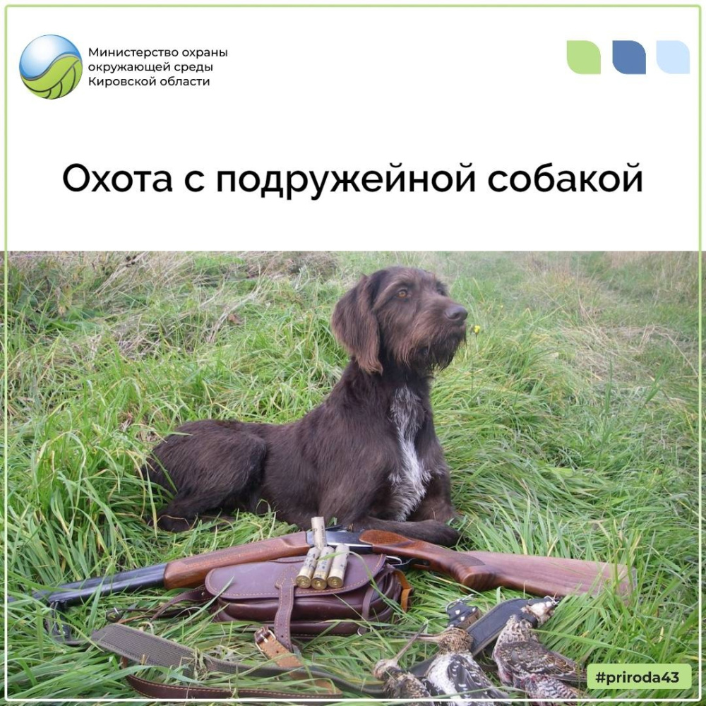 Охота с подружейной собакой