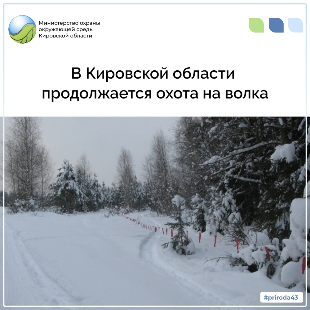 В охотугодьях области продолжается снижение численности волка