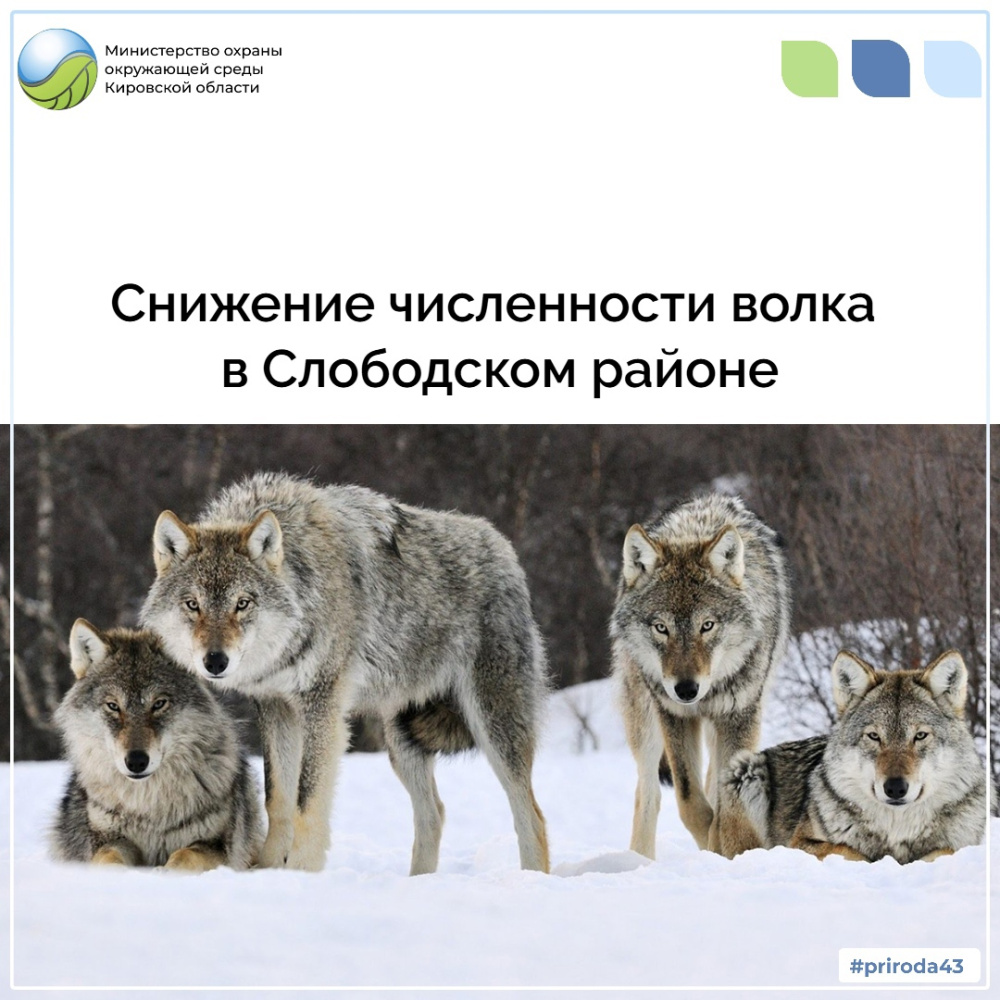 Снижение численности волка в Слободском районе