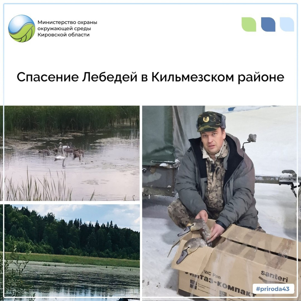 Спасение лебедей в Кильмезском районе