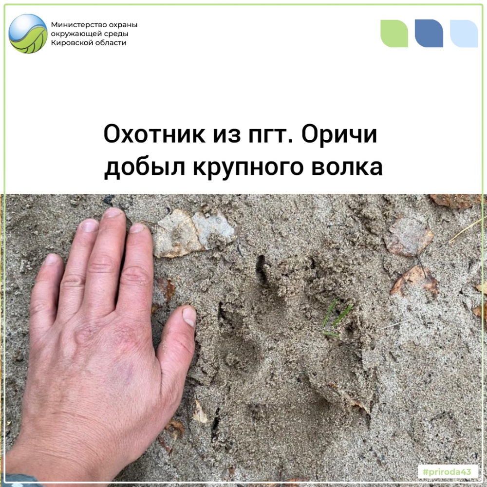 Охотник из пгт.Оричи добыл крупного волка