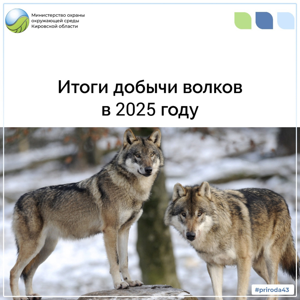 Итоги добычи волков в 2025 году