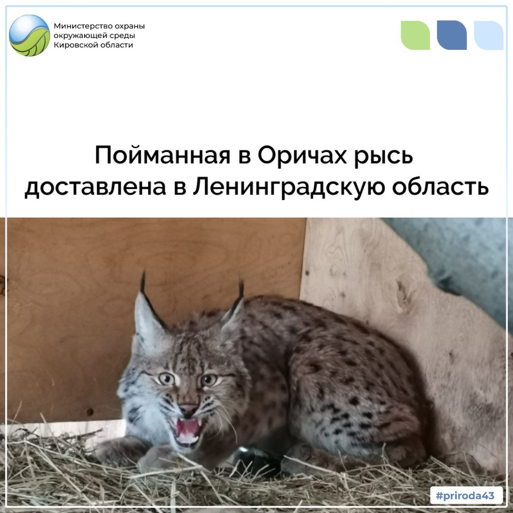 Пойманная в Оричах рысь доставлена в Ленинградскую область