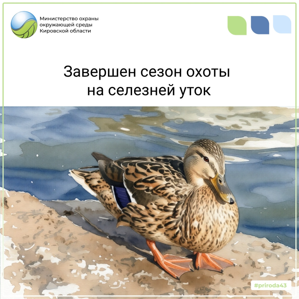 Завершен сезон охоты на селезней уток