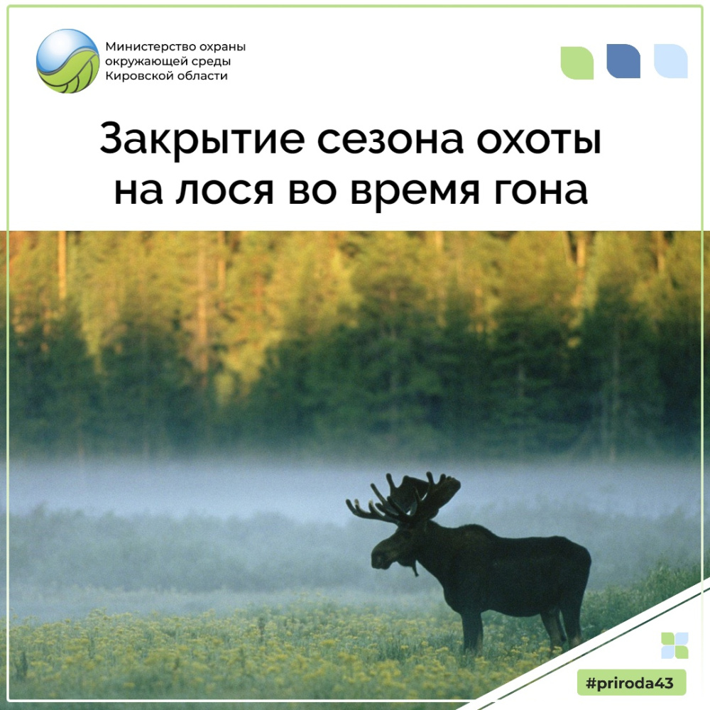 Закрытие сезона охоты на лося во время гона Закрытие сезона охоты на лося во время гона