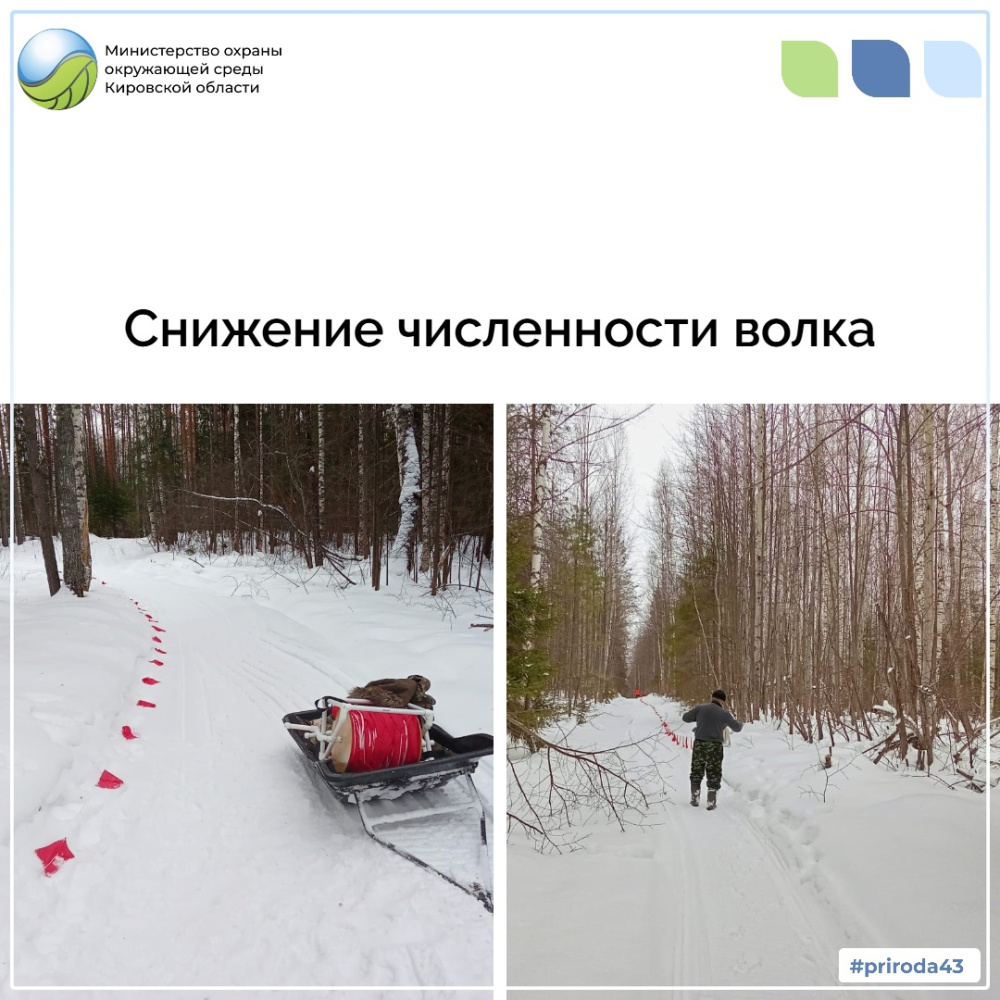 Снижение численности волка