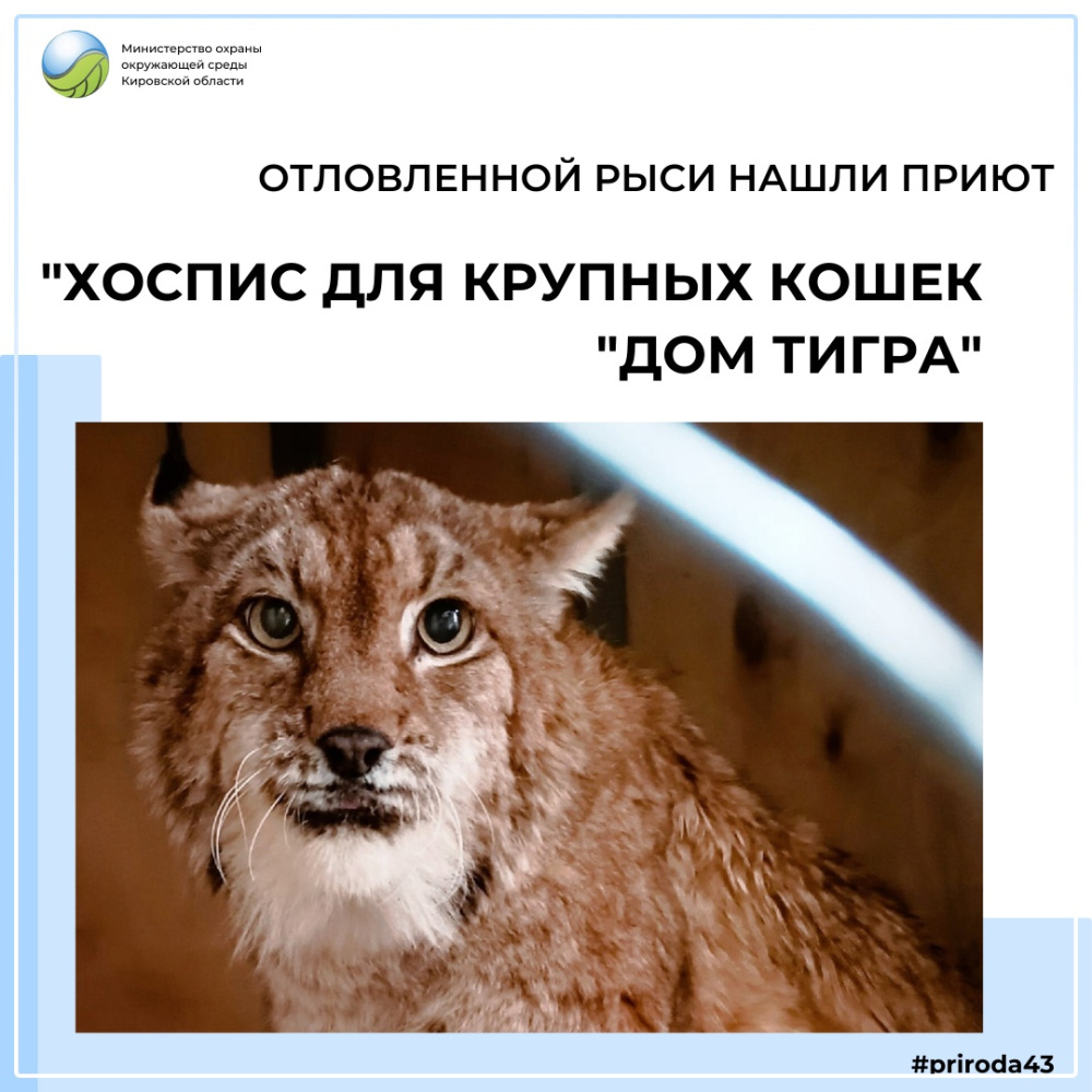 О передачи рыси в автономную некоммерческую организацию «Хоспис для крупных кошек «Дом Тигра»