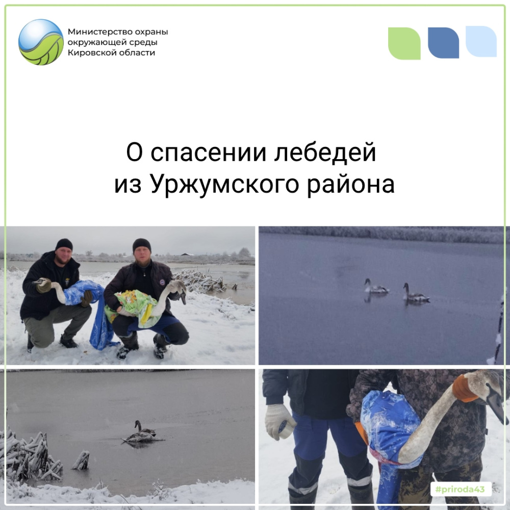 О спасении лебедей из Уржумского района