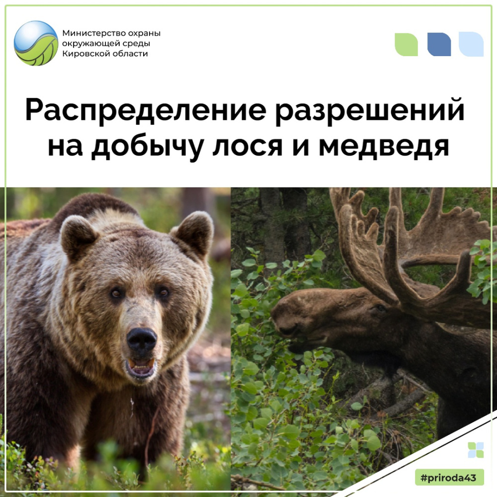 Министерство завершило обработку заявлений на участие в распределении разрешений на добычу лося и медведя в общедоступных охотничьих угодьях Кировской области
