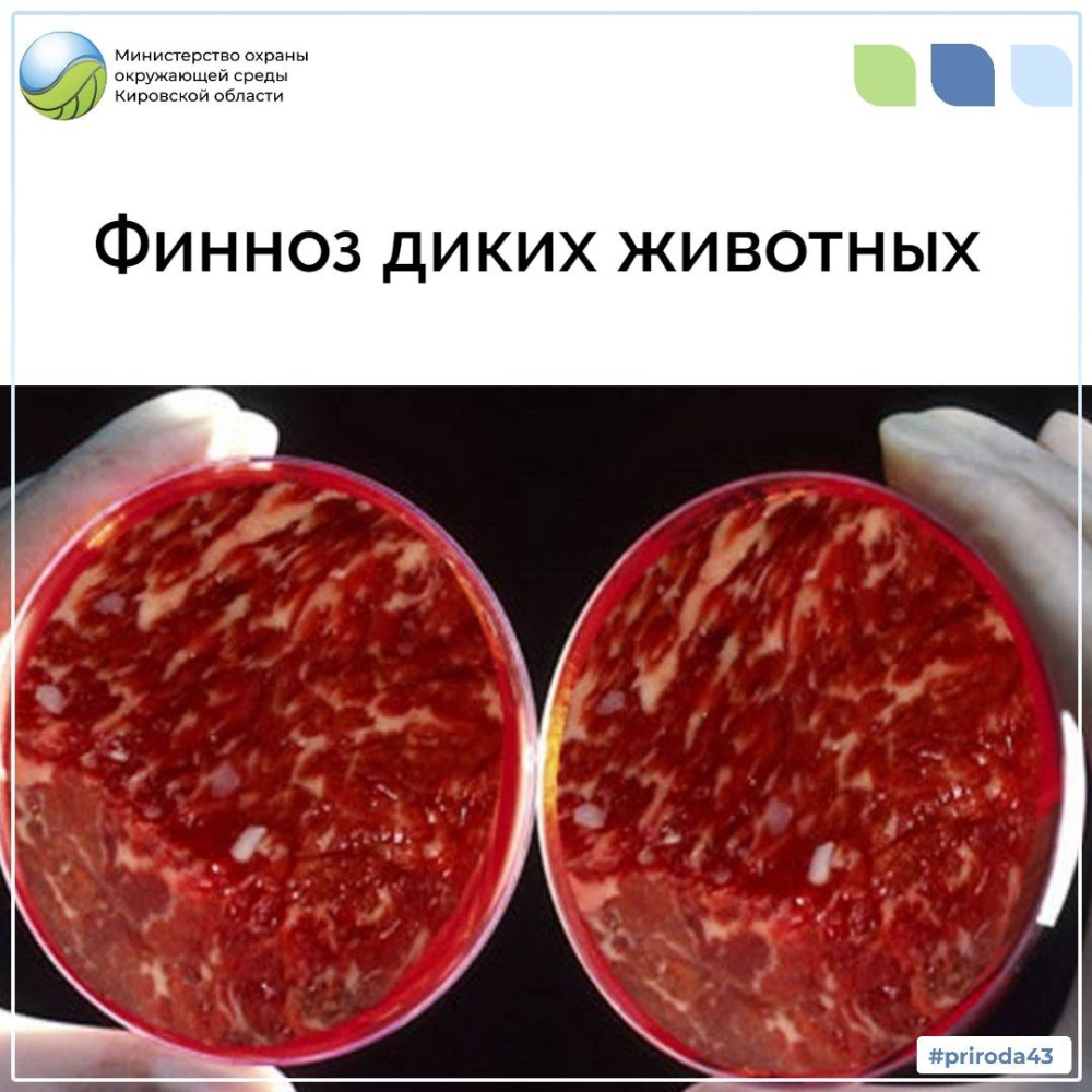 Финноз диких животных