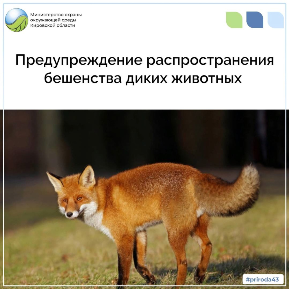 Предупреждение распространения бешенства диких животных 