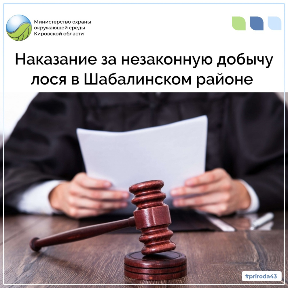 Наказание за незаконную добычу лося в Шабалинском районе