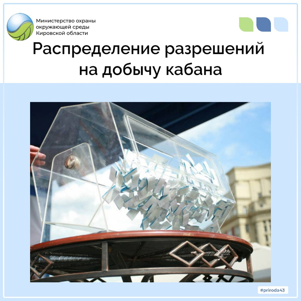Распределение разрешений на добычу кабана