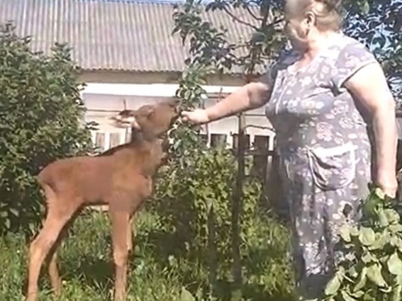 Спасение диких животных неравнодушными кировчанами