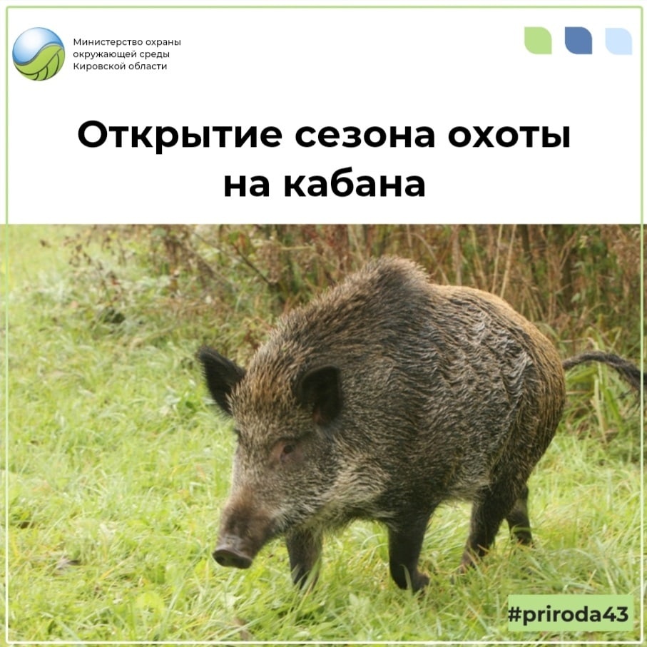 с 1 июня 2022 года открылся сезон охоты на кабана