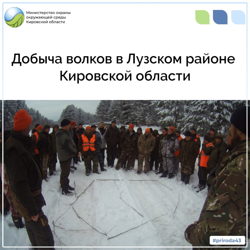 Добыча волков в Лузском районе