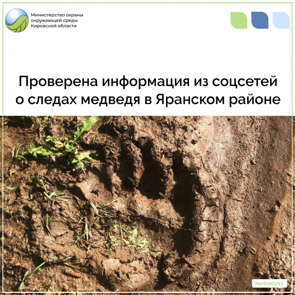 Проверена информация из социальных сетей о следах медведя в Яранском районе