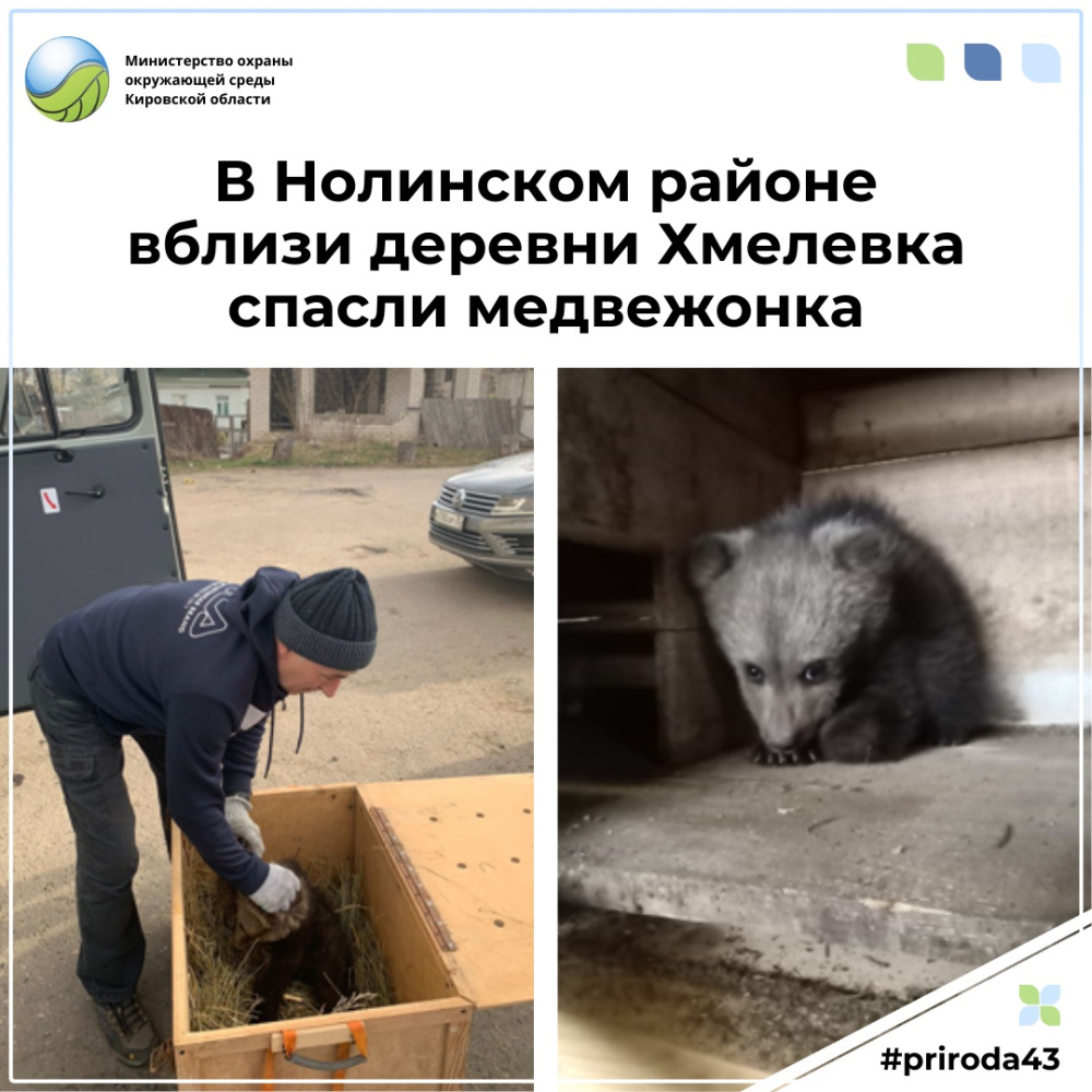 Еще один медвежонок спасен в Кировской области