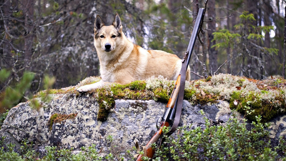 О соблюдении техники безопасности на охоте
