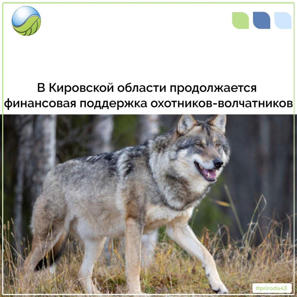В Кировской области продолжается денежное стимулирование охотников, добывающих волков
