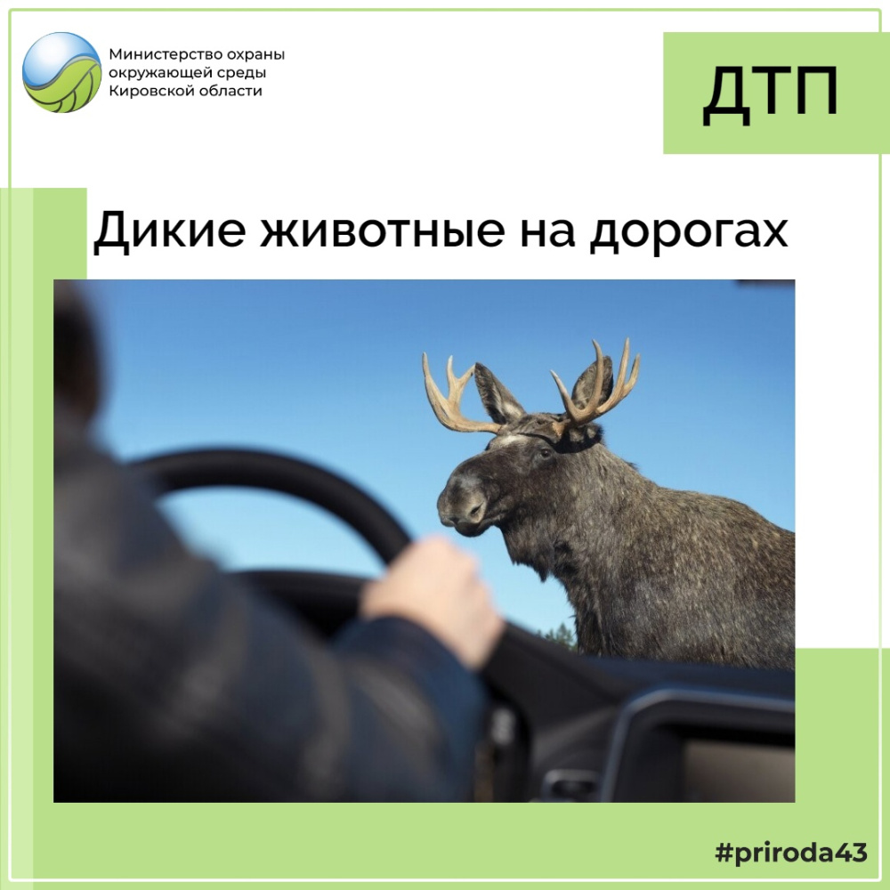 Дикие животные на дорогах