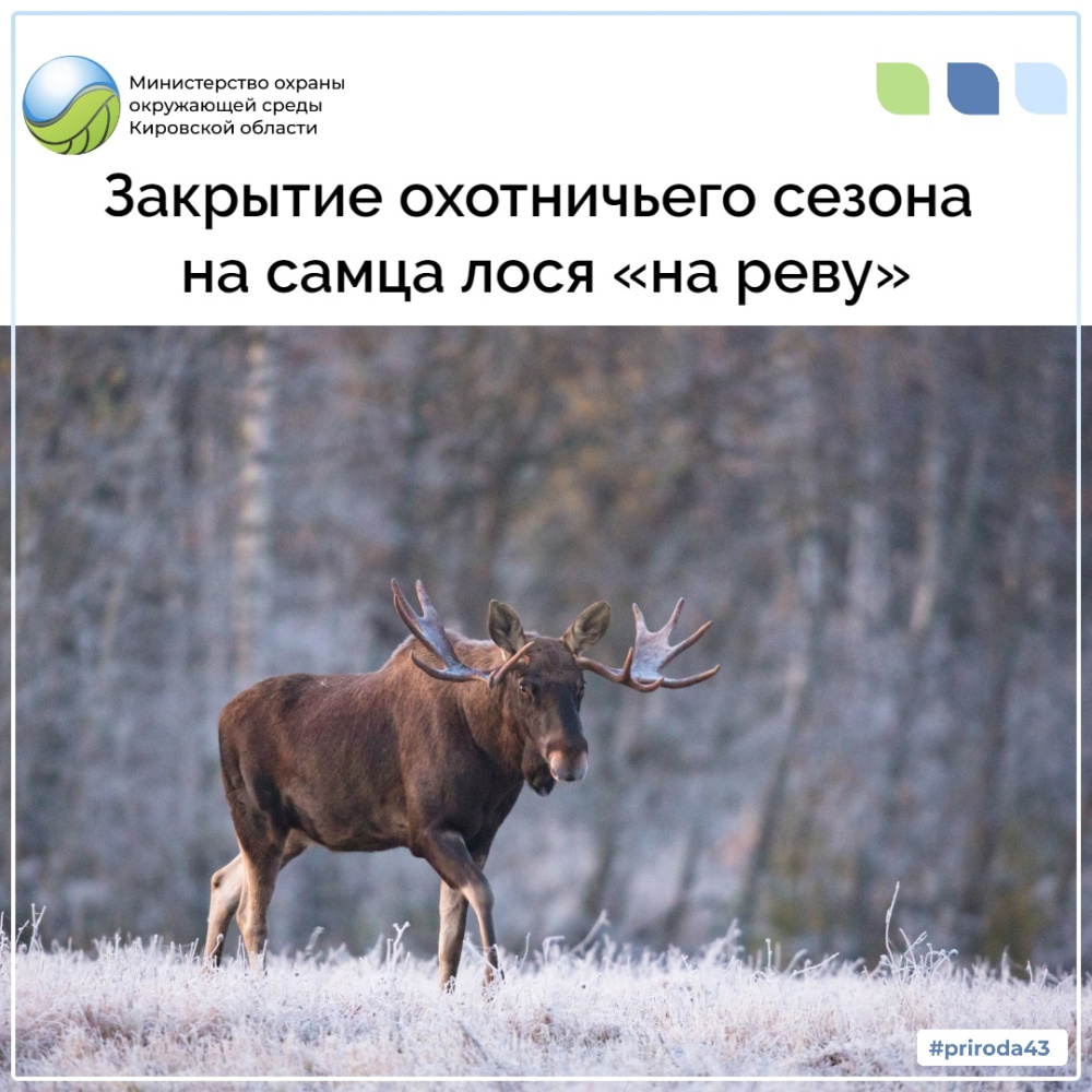 Закрытие охотничьего сезона на самца лося "на реву"