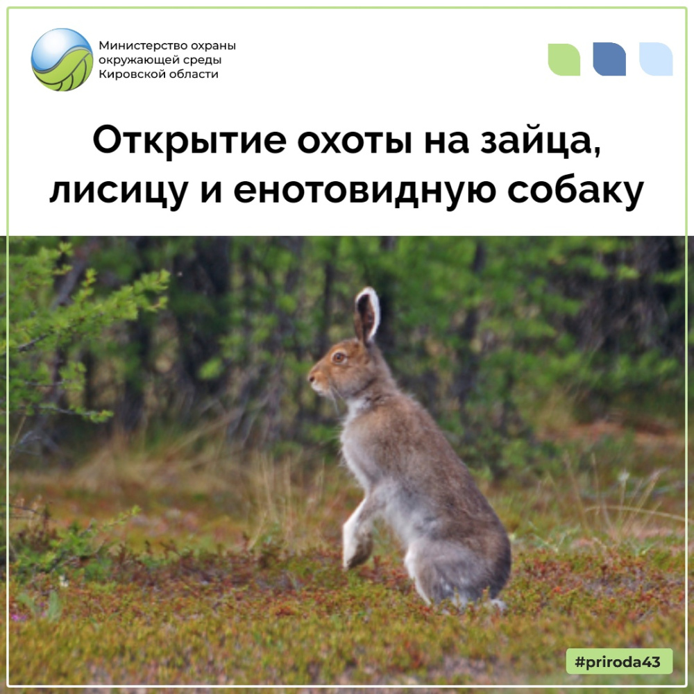 Открытие охоты на зайца, лисицу и енотовидную собаку