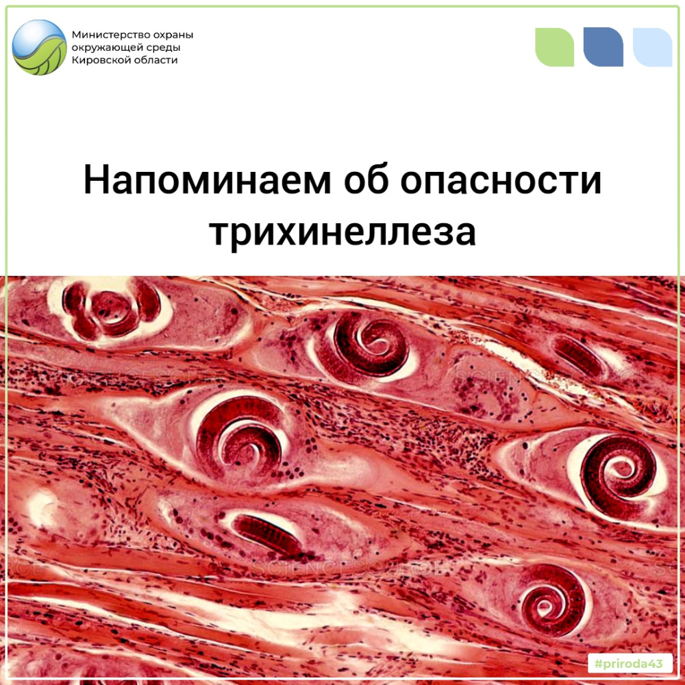 Напоминаем об опасности трихинеллеза