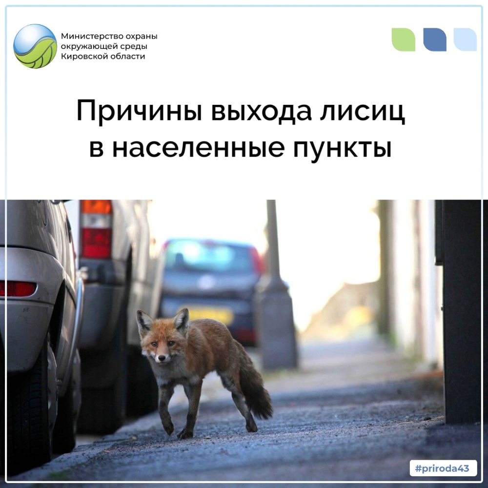 Причины выхода лисиц в населенные пункты 