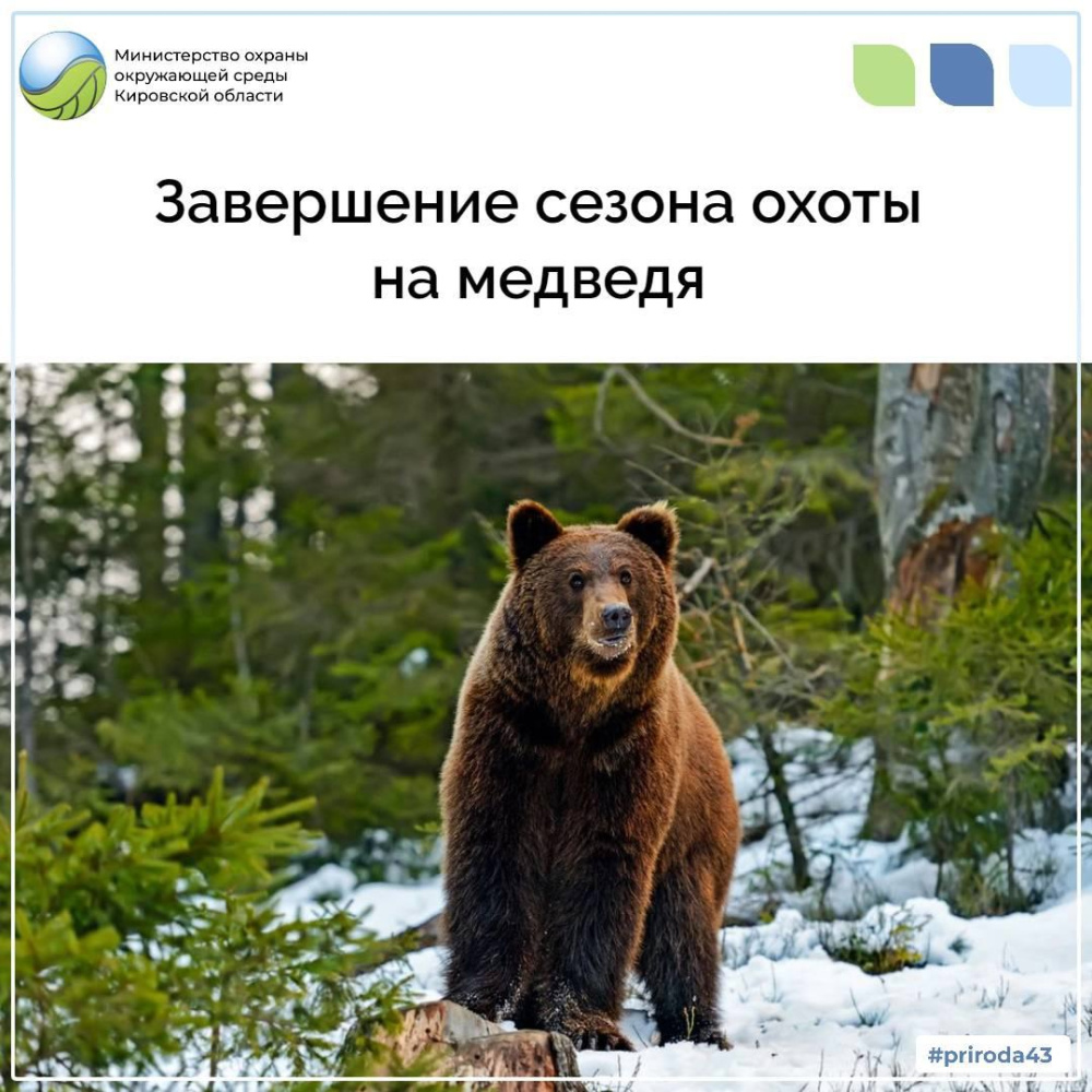 31 декабря завершается сезон охоты на медведя
