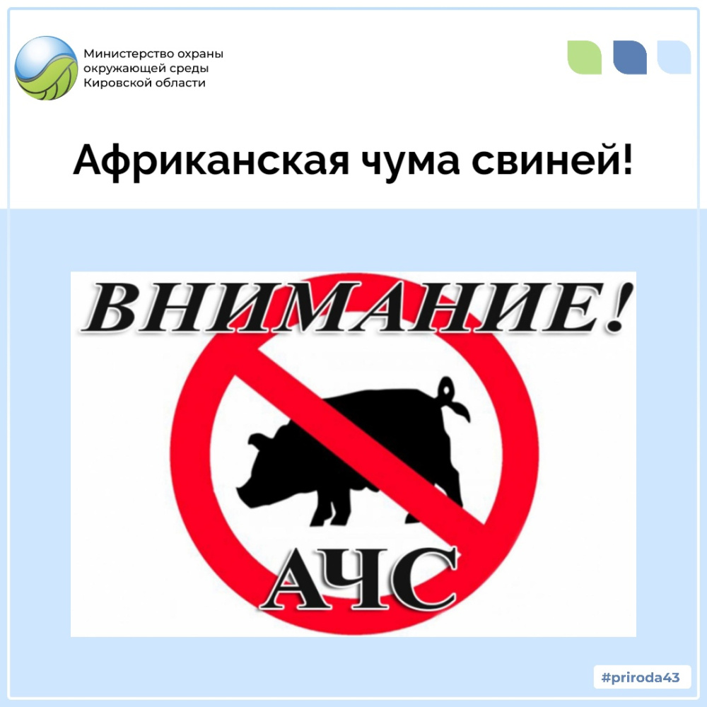 Африканская чума свиней