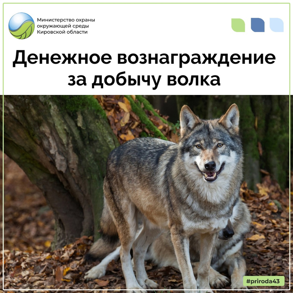Денежное вознаграждение за добычу волков