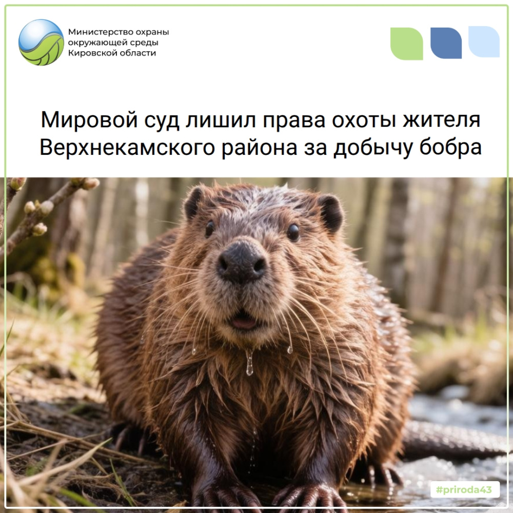 Мировой суд лишил права охоты жителя Верхнекамского района за добычу бобра