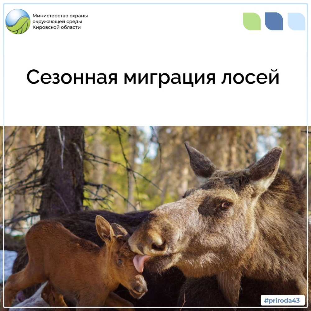 Сезонная миграция лосей