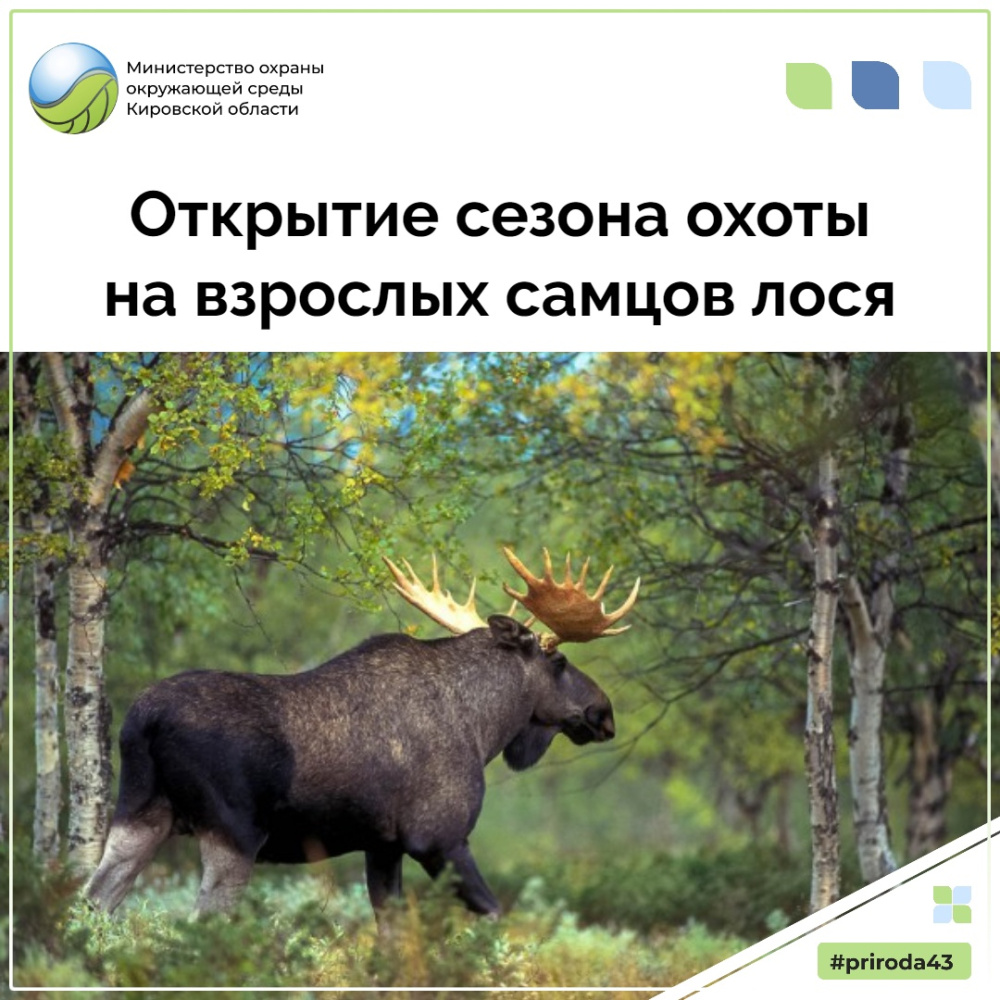Открытие сезона охоты на взрослых самцов лося
