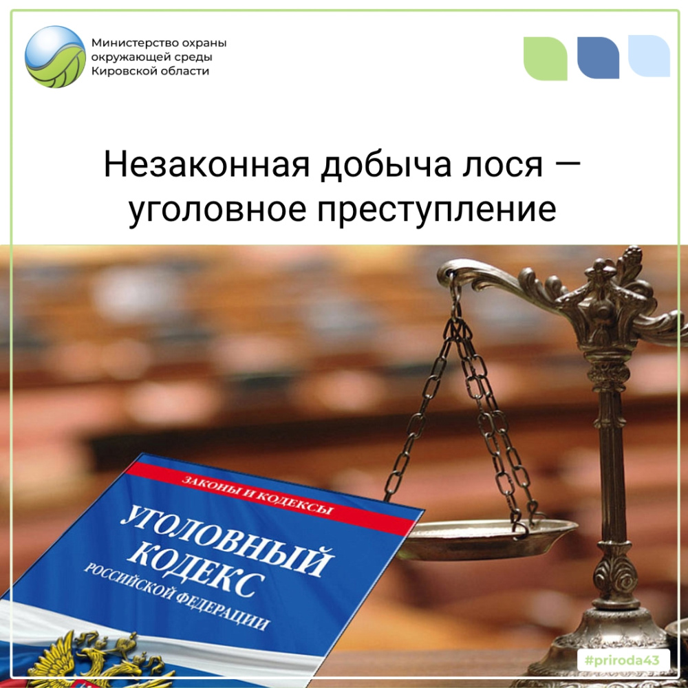 Незаконная добыча лося - уголовное преступление