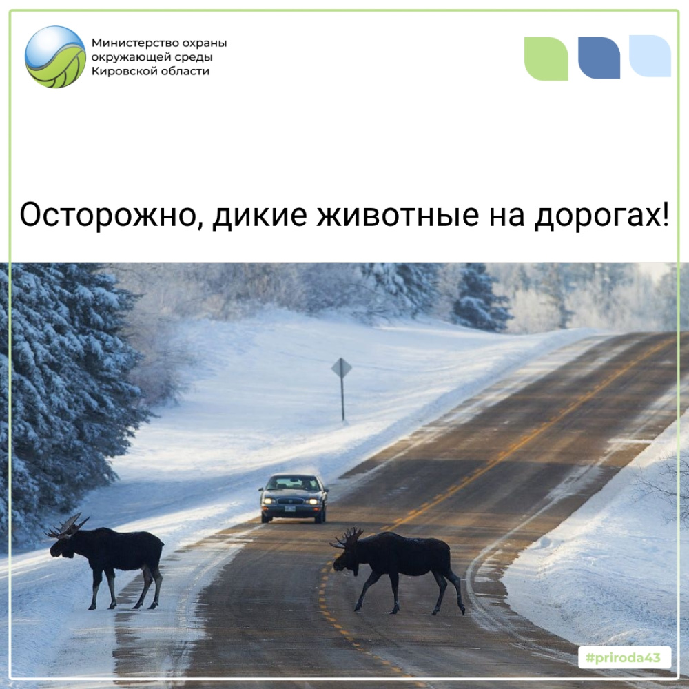 Осторожно дикие животные на дорогах