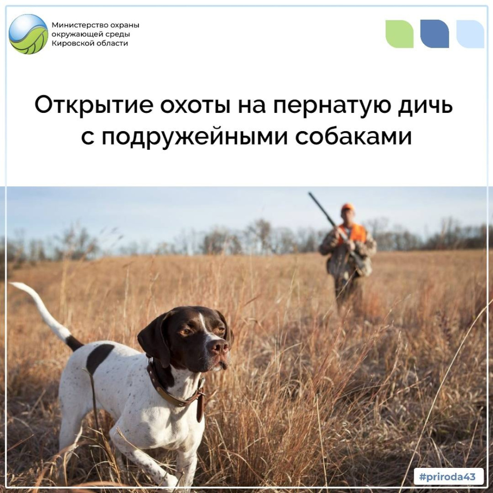 Открытие охоты на пернатую дичь с подружейными собаками