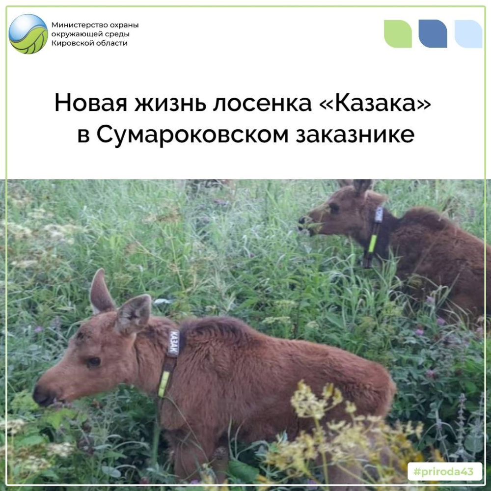 Новая жизнь лосенка "Казака" в Сумароковском заказнике
