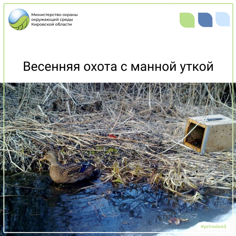 Весенняя охота с манной уткой