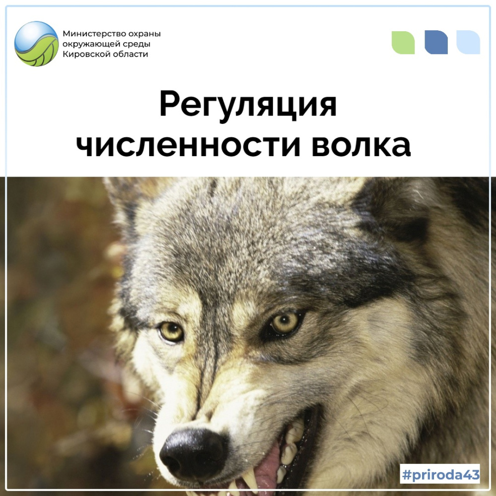 В Кировской области продолжаются мероприятия по снижению численности волка