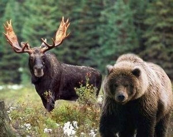 В общедоступных охотничьих угодьях Верхошижемского района