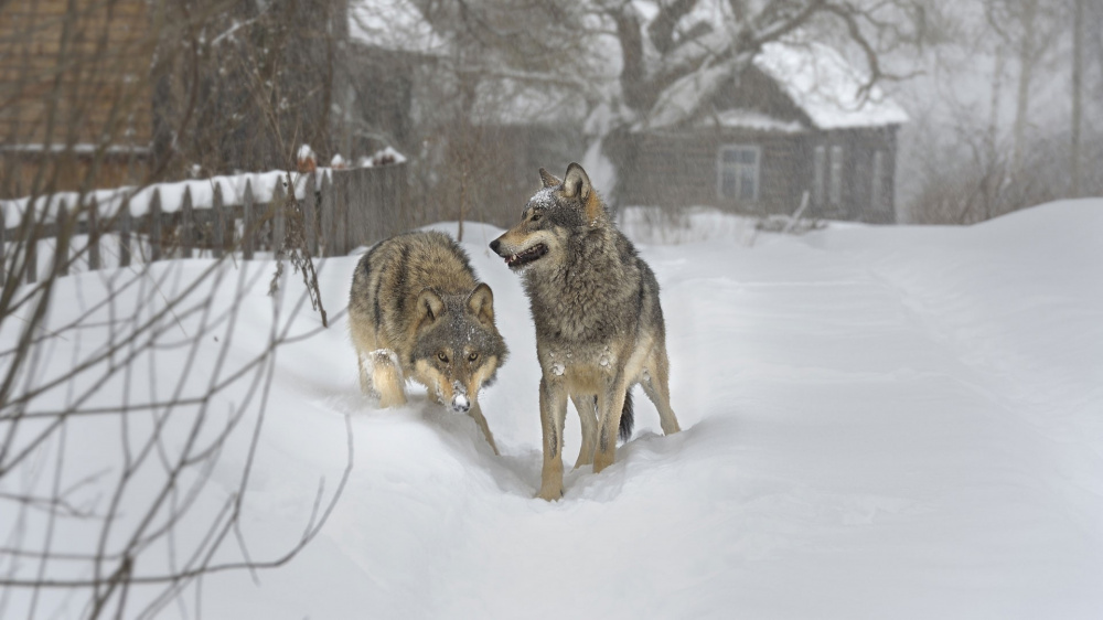 О контроле за численностью волка в Кировской области