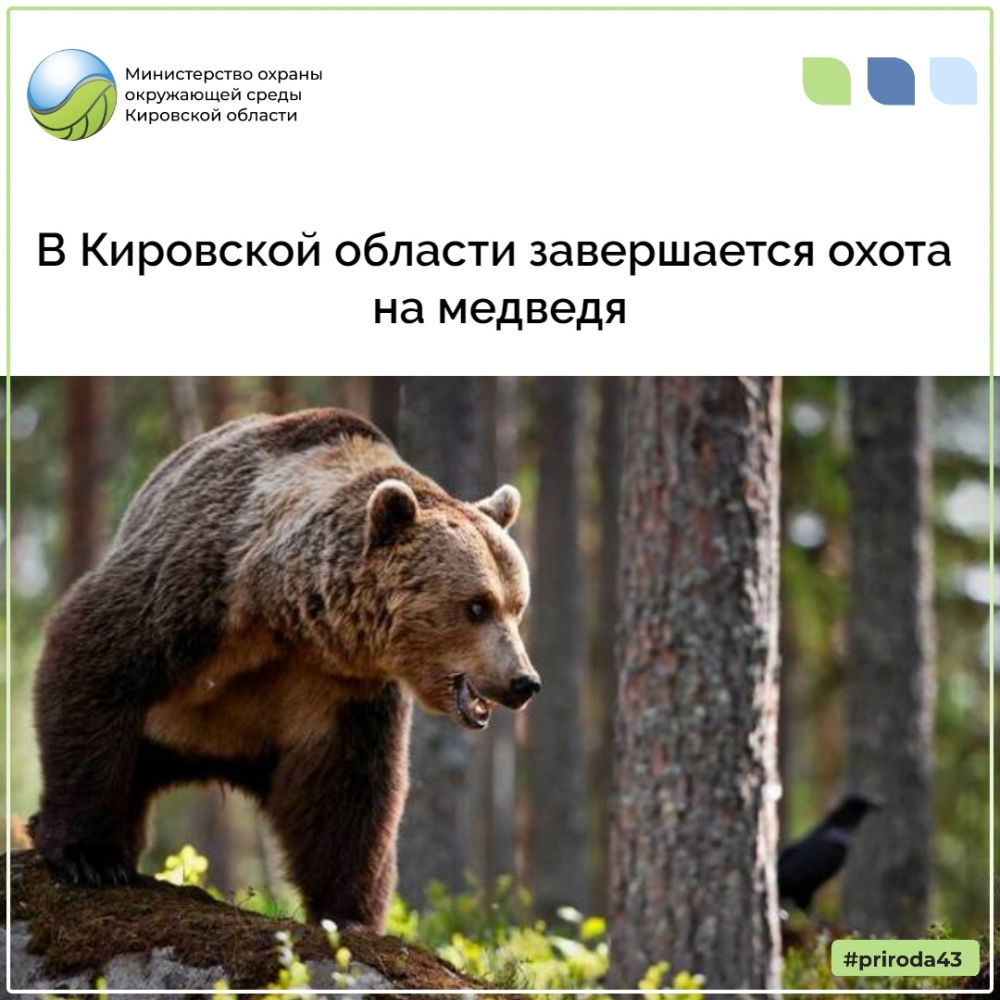 В Кировской области завершается охота на медведя