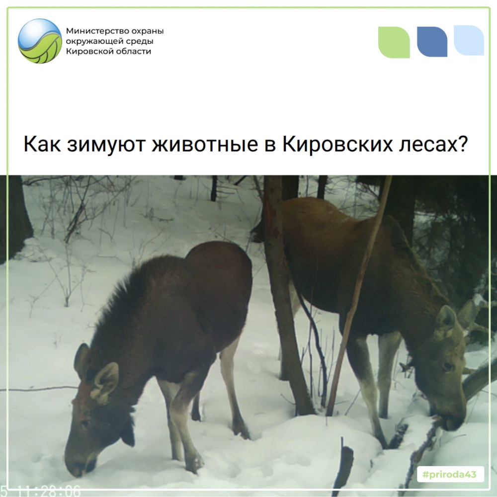 Как зимуют животные в кировских лесах?